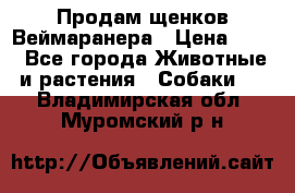 Продам щенков Веймаранера › Цена ­ 30 - Все города Животные и растения » Собаки   . Владимирская обл.,Муромский р-н